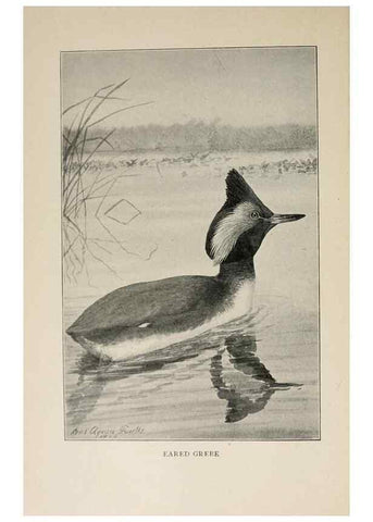 Reproducción/Reproduction 8455226861: Handbook of birds of the western United States,. BostonHoughton, Mifflin and company,1902.