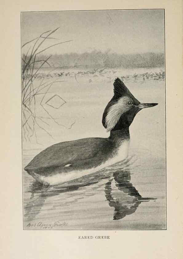 Reproducción/Reproduction 8455226861: Handbook of birds of the western United States,. BostonHoughton, Mifflin and company,1902.