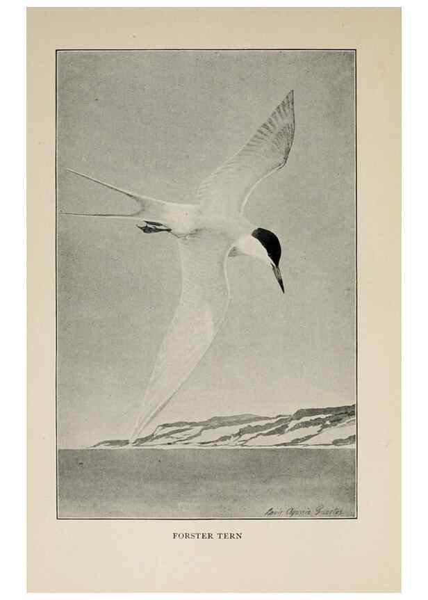 Reproducción/Reproduction 8456324252: Handbook of birds of the western United States,. BostonHoughton, Mifflin and company,1902.