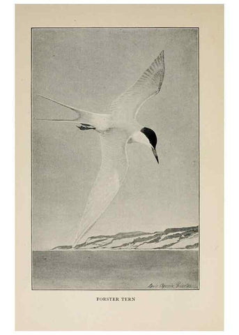 Reproducción/Reproduction 8456324252: Handbook of birds of the western United States,. BostonHoughton, Mifflin and company,1902.