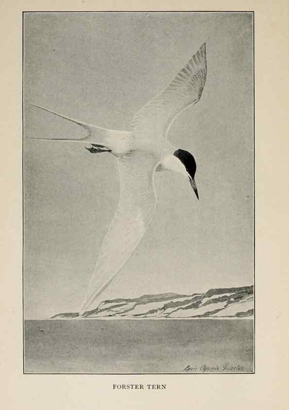 Reproducción/Reproduction 8456324252: Handbook of birds of the western United States,. BostonHoughton, Mifflin and company,1902.