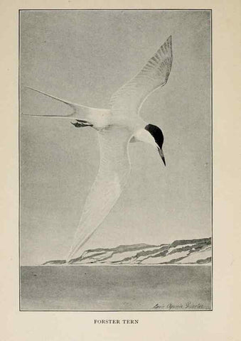 Reproducción/Reproduction 8456324252: Handbook of birds of the western United States,. BostonHoughton, Mifflin and company,1902.
