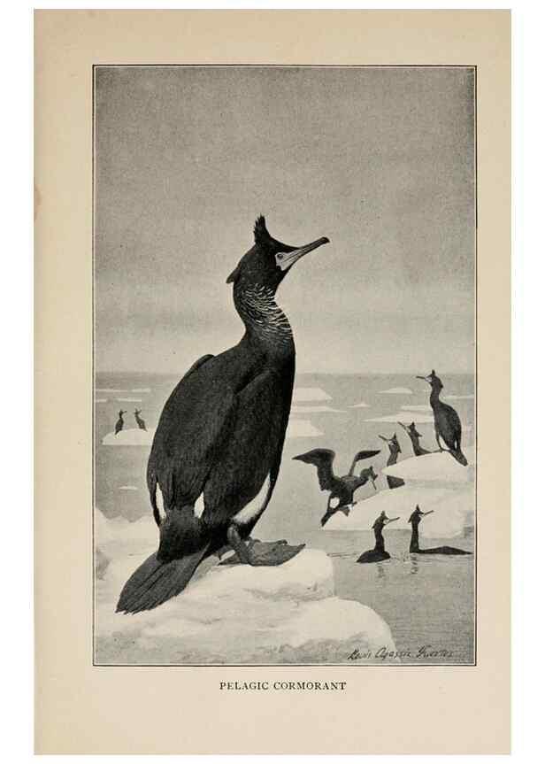 Reproducción/Reproduction 8455227935: Handbook of birds of the western United States,. BostonHoughton, Mifflin and company,1902.