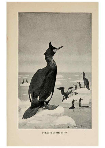 Reproducción/Reproduction 8455227935: Handbook of birds of the western United States,. BostonHoughton, Mifflin and company,1902.