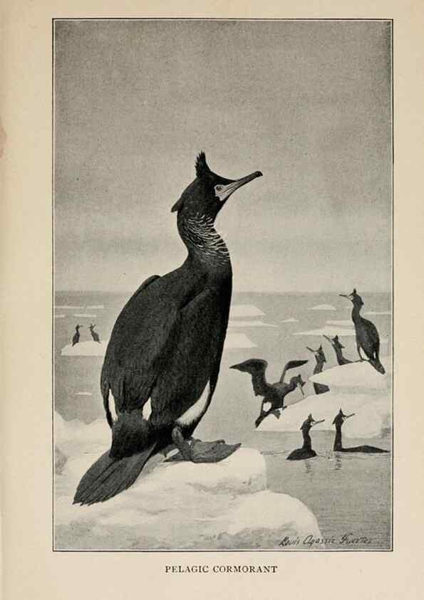 Reproducción/Reproduction 8455227935: Handbook of birds of the western United States,. BostonHoughton, Mifflin and company,1902.