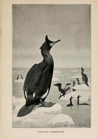 Reproducción/Reproduction 8455227935: Handbook of birds of the western United States,. BostonHoughton, Mifflin and company,1902.