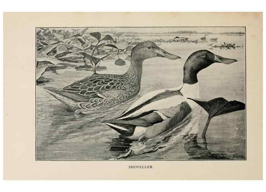 Reproducción/Reproduction 8456325708: Handbook of birds of the western United States,. BostonHoughton, Mifflin and company,1902.