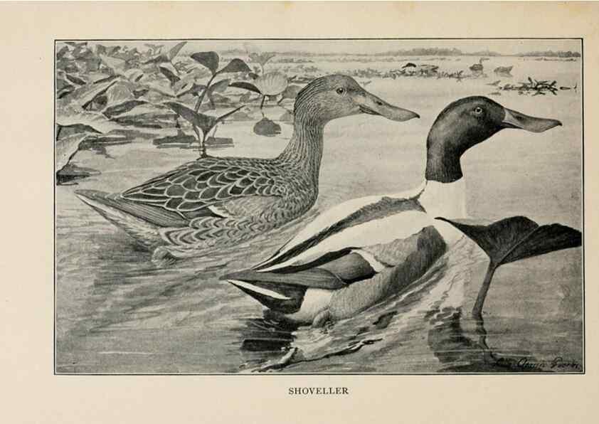 Reproducción/Reproduction 8456325708: Handbook of birds of the western United States,. BostonHoughton, Mifflin and company,1902.