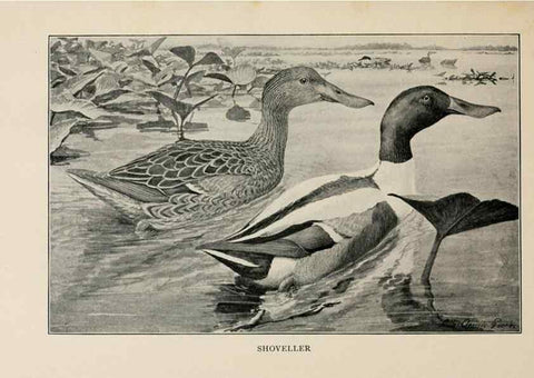 Reproducción/Reproduction 8456325708: Handbook of birds of the western United States,. BostonHoughton, Mifflin and company,1902.