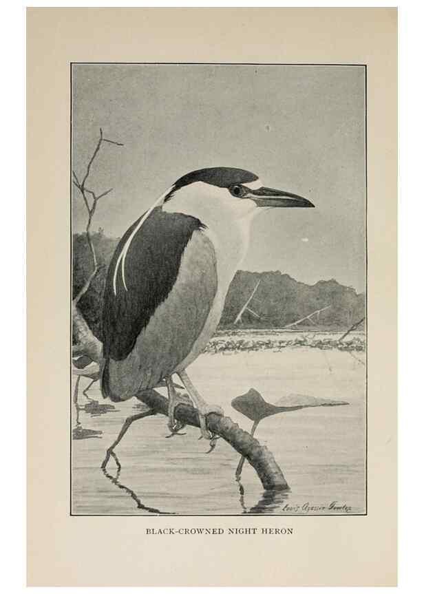 Reproducción/Reproduction 8455229313: Handbook of birds of the western United States,. BostonHoughton, Mifflin and company,1902.