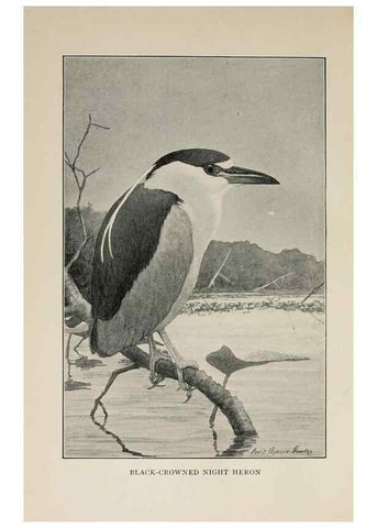 Reproducción/Reproduction 8455229313: Handbook of birds of the western United States,. BostonHoughton, Mifflin and company,1902.