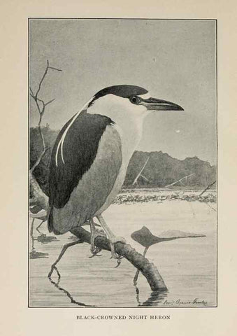 Reproducción/Reproduction 8455229313: Handbook of birds of the western United States,. BostonHoughton, Mifflin and company,1902.