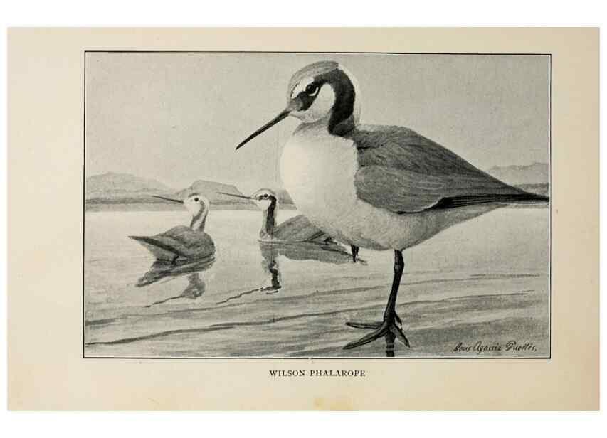 Reproducción/Reproduction 8455230129: Handbook of birds of the western United States,. BostonHoughton, Mifflin and company,1902.