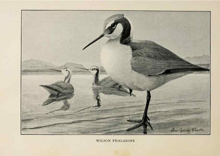 Reproducción/Reproduction 8455230129: Handbook of birds of the western United States,. BostonHoughton, Mifflin and company,1902.