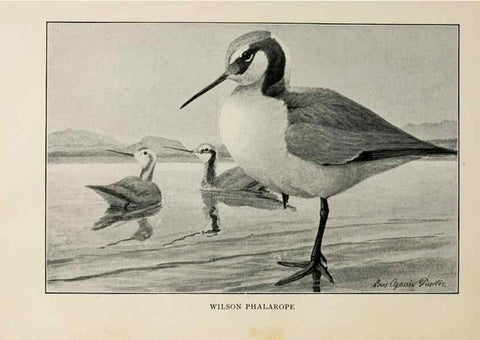 Reproducción/Reproduction 8455230129: Handbook of birds of the western United States,. BostonHoughton, Mifflin and company,1902.