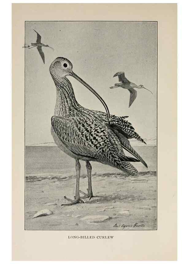 Reproducción/Reproduction 8456328654: Handbook of birds of the western United States,. BostonHoughton, Mifflin and company,1902.
