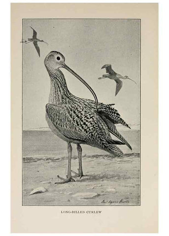 Reproducción/Reproduction 8456328654: Handbook of birds of the western United States,. BostonHoughton, Mifflin and company,1902.