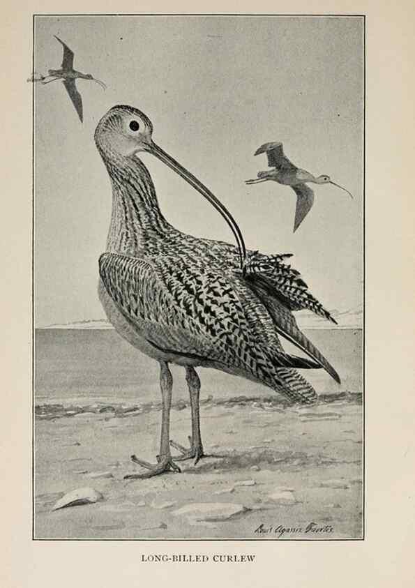 Reproducción/Reproduction 8456328654: Handbook of birds of the western United States,. BostonHoughton, Mifflin and company,1902.