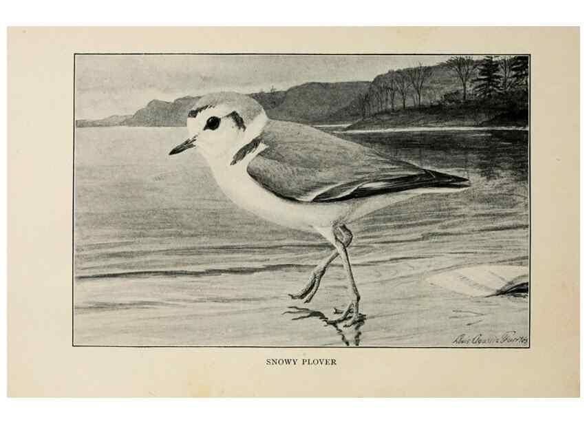 Reproducción/Reproduction 8456329456: Handbook of birds of the western United States,. BostonHoughton, Mifflin and company,1902.