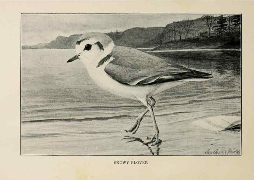 Reproducción/Reproduction 8456329456: Handbook of birds of the western United States,. BostonHoughton, Mifflin and company,1902.