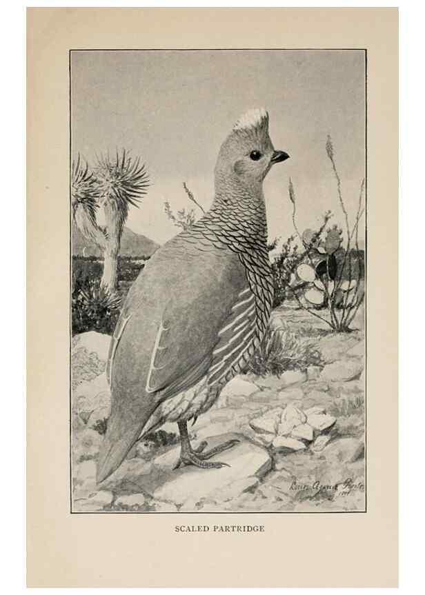 Reproducción/Reproduction 8455233159: Handbook of birds of the western United States,. BostonHoughton, Mifflin and company,1902.