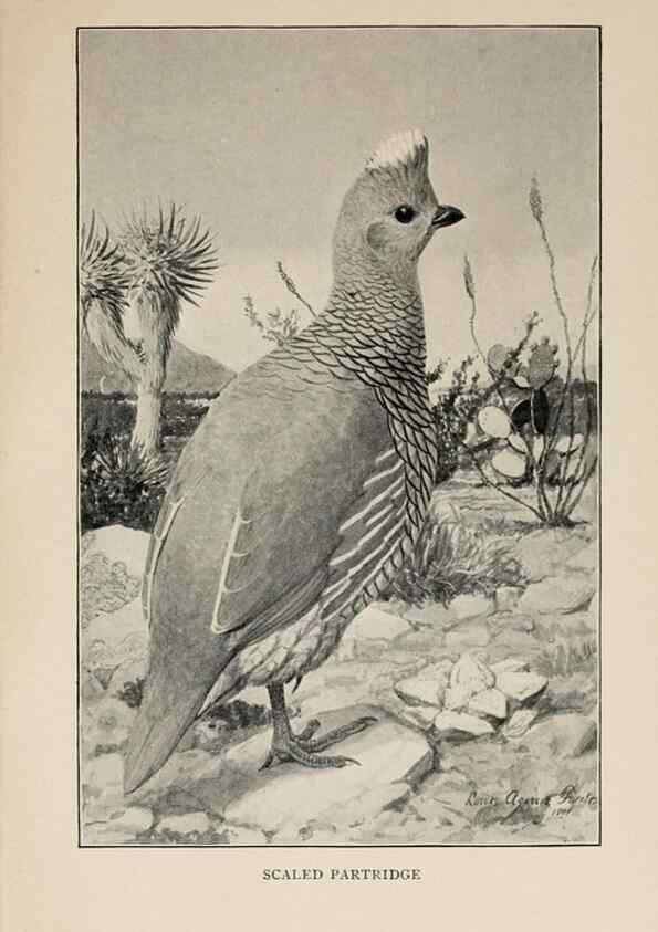 Reproducción/Reproduction 8455233159: Handbook of birds of the western United States,. BostonHoughton, Mifflin and company,1902.