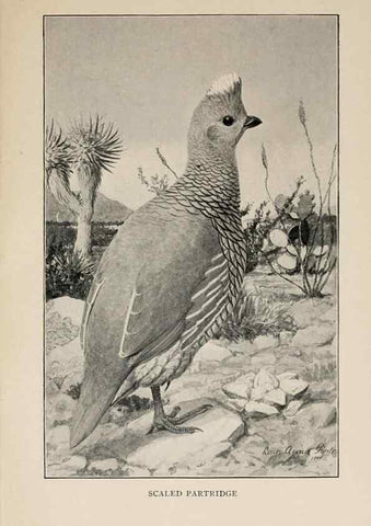 Reproducción/Reproduction 8455233159: Handbook of birds of the western United States,. BostonHoughton, Mifflin and company,1902.