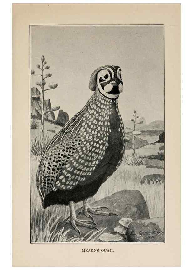 Reproducción/Reproduction 8455233723: Handbook of birds of the western United States,. BostonHoughton, Mifflin and company,1902.
