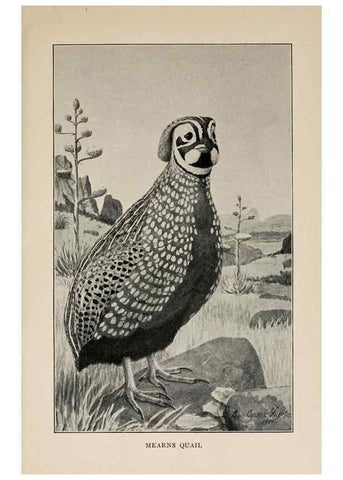 Reproducción/Reproduction 8455233723: Handbook of birds of the western United States,. BostonHoughton, Mifflin and company,1902.