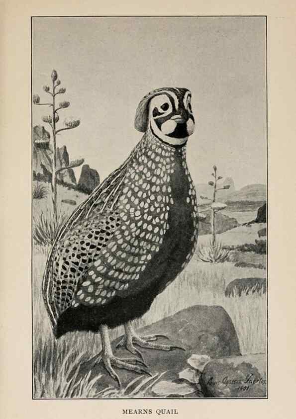 Reproducción/Reproduction 8455233723: Handbook of birds of the western United States,. BostonHoughton, Mifflin and company,1902.