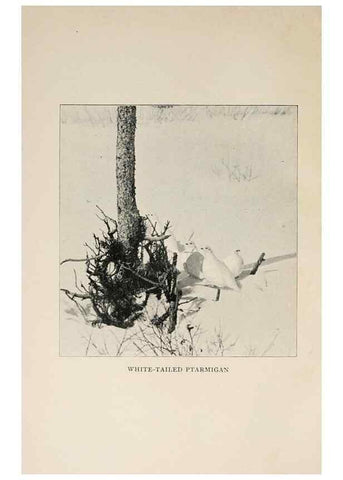 Reproducción/Reproduction 8456330996: Handbook of birds of the western United States,. BostonHoughton, Mifflin and company,1902.
