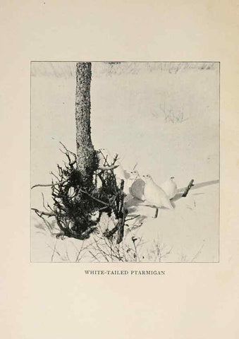 Reproducción/Reproduction 8456330996: Handbook of birds of the western United States,. BostonHoughton, Mifflin and company,1902.