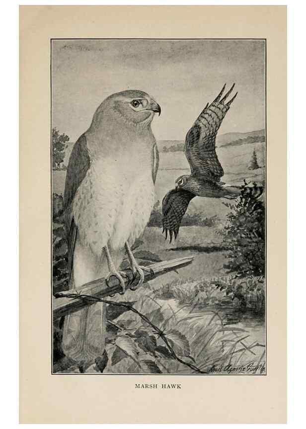 Reproducción/Reproduction 8456331558: Handbook of birds of the western United States,. BostonHoughton, Mifflin and company,1902.