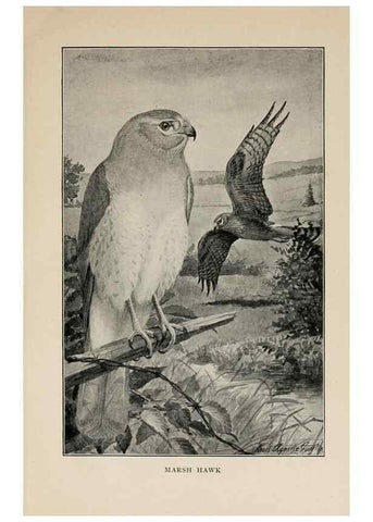 Reproducción/Reproduction 8456331558: Handbook of birds of the western United States,. BostonHoughton, Mifflin and company,1902.