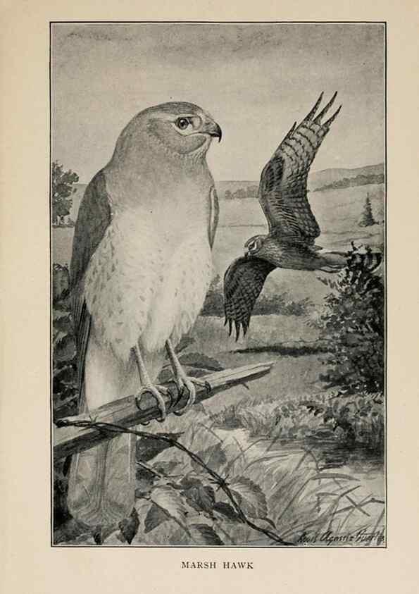 Reproducción/Reproduction 8456331558: Handbook of birds of the western United States,. BostonHoughton, Mifflin and company,1902.