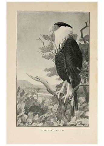 Reproducción/Reproduction 8456332130: Handbook of birds of the western United States,. BostonHoughton, Mifflin and company,1902.