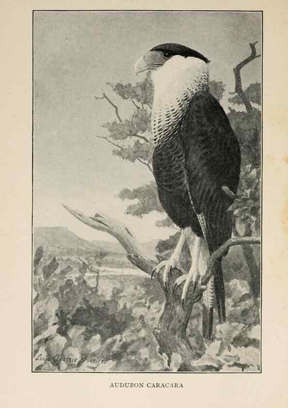 Reproducción/Reproduction 8456332130: Handbook of birds of the western United States,. BostonHoughton, Mifflin and company,1902.