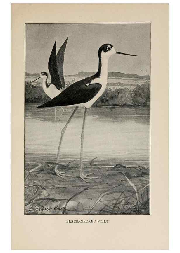 Reproducción/Reproduction 8456327870: Handbook of birds of the western United States,. BostonHoughton, Mifflin and company,1902.