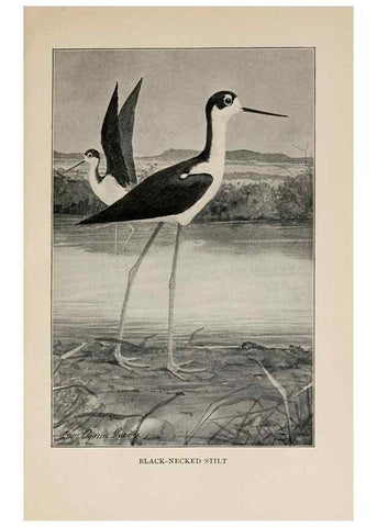 Reproducción/Reproduction 8456327870: Handbook of birds of the western United States,. BostonHoughton, Mifflin and company,1902.