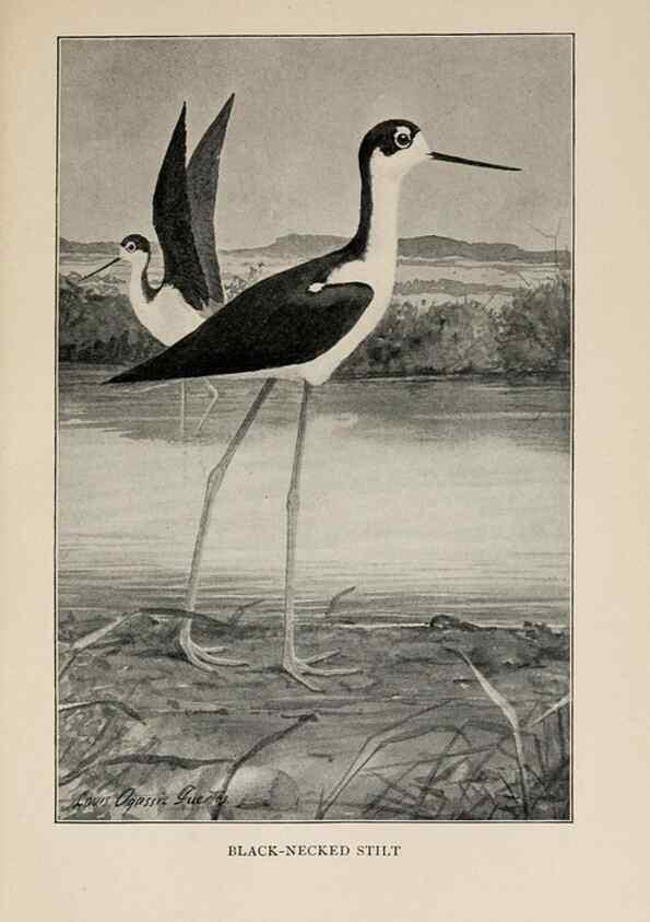 Reproducción/Reproduction 8456327870: Handbook of birds of the western United States,. BostonHoughton, Mifflin and company,1902.