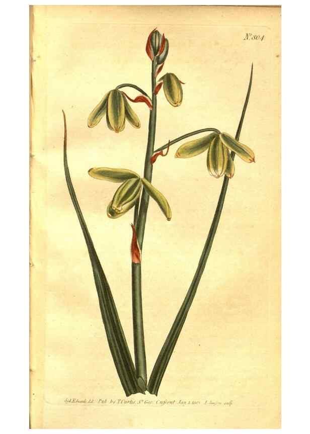 Reproducción/Reproduction 8469888715: Curtis's botanical magazine.. London ;New York [etc.] :Academic Press [etc.]