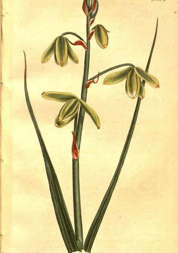 Reproducción/Reproduction 8469888715: Curtis's botanical magazine.. London ;New York [etc.] :Academic Press [etc.]