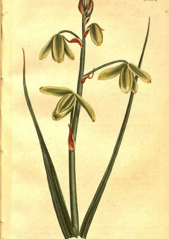 Reproducción/Reproduction 8469888715: Curtis's botanical magazine.. London ;New York [etc.] :Academic Press [etc.]