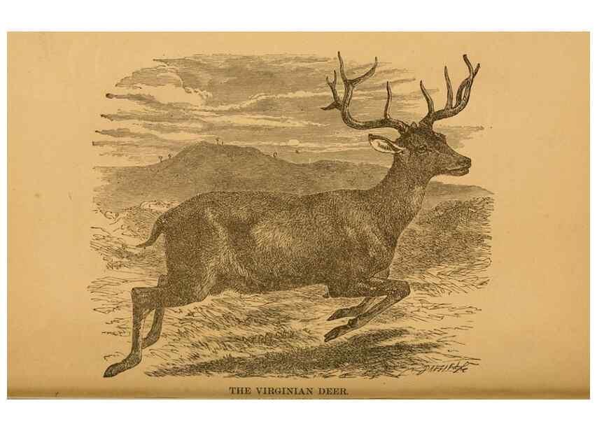 Reproducción/Reproduction 8465249128: Natural history of western wild animals and guide for hunters, trappers, and sportsmen;. Toledo, Ohio,blade printing & paper company,1875.