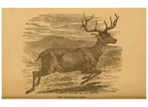 Reproducción/Reproduction 8465249128: Natural history of western wild animals and guide for hunters, trappers, and sportsmen;. Toledo, Ohio,blade printing & paper company,1875.