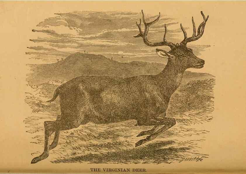 Reproducción/Reproduction 8465249128: Natural history of western wild animals and guide for hunters, trappers, and sportsmen;. Toledo, Ohio,blade printing & paper company,1875.