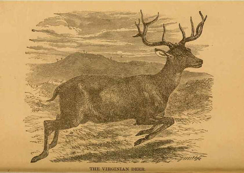 Reproducción/Reproduction 8465249128: Natural history of western wild animals and guide for hunters, trappers, and sportsmen;. Toledo, Ohio,blade printing & paper company,1875.