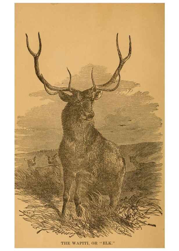 Reproducción/Reproduction 8465250848: Natural history of western wild animals and guide for hunters, trappers, and sportsmen;. Toledo, Ohio,blade printing & paper company,1875.