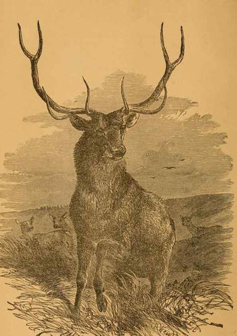 Reproducción/Reproduction 8465250848: Natural history of western wild animals and guide for hunters, trappers, and sportsmen;. Toledo, Ohio,blade printing & paper company,1875.