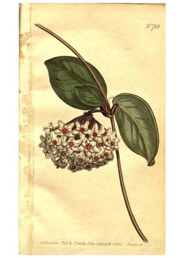 Reproducción/Reproduction 8470972612: Curtis's botanical magazine.. London ;New York [etc.] :Academic Press [etc.]